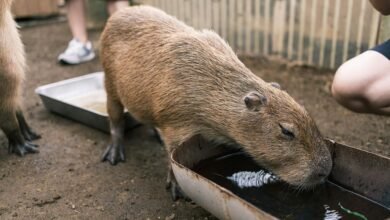 cape may zoo information guide